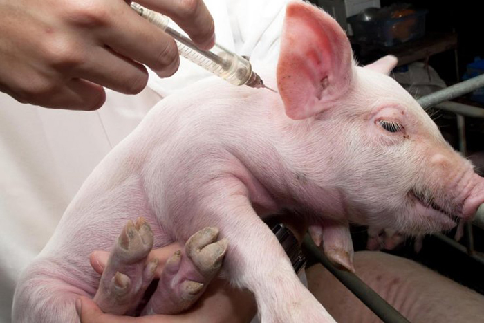 В Хабаровском крае привили от ящура 7 тыс. свиней