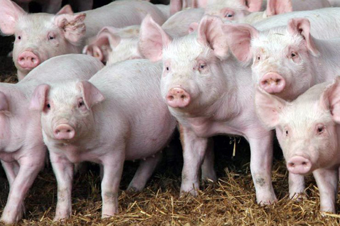 В Калининградской области восстановливают поголовье свиней после АЧС