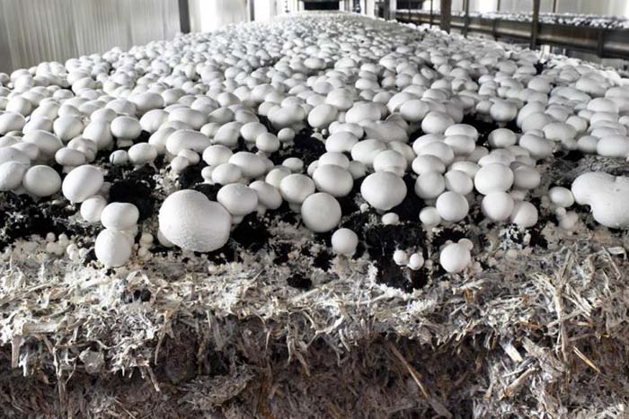 В Краснодарском крае открылся грибной комплекс