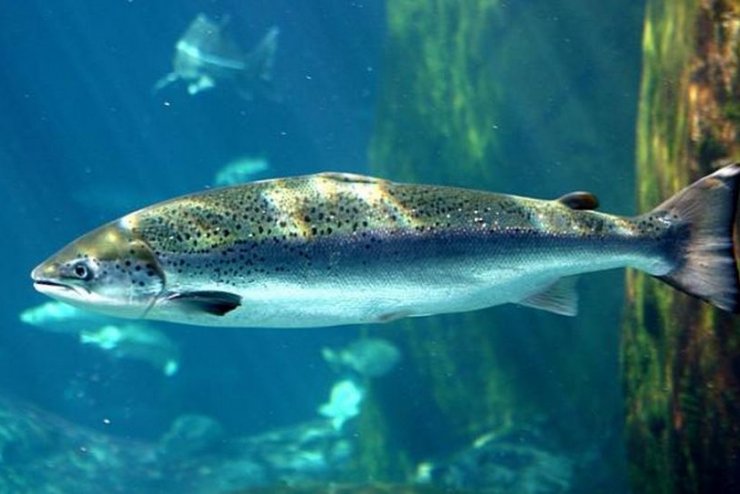В Липецкой области планируют выращивать атлантического лосося