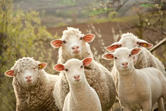В Нижегородской области развивается овцеводство