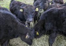 В Рязанской области активно развивается мясное скотоводство