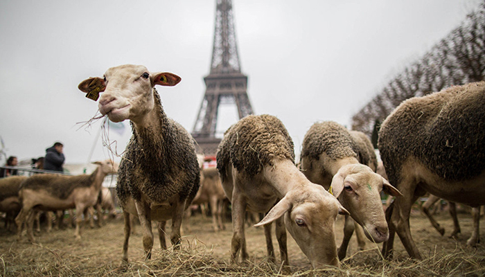 Во Франции вступил в силу закон, принятый осенью прошлого года, который призван усилить позиции фермеров при заключении сделок с крупными торговыми сетями