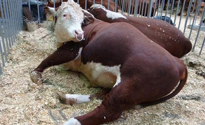 Лечение коров при вздутии рубца - тимпания
