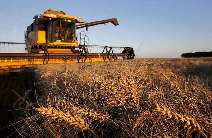 ​Эксперты осторожно повышают прогнозы урожая зерна в России в 2019 году