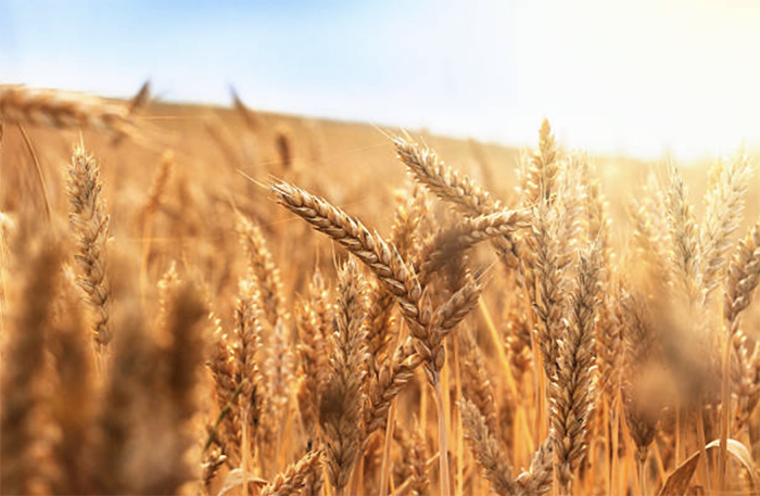 ​Экспортные цены на российскую пшеницу начали расти