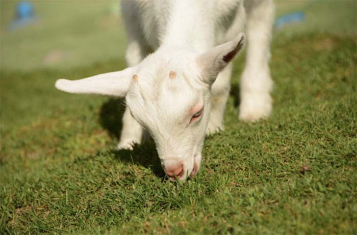Кормовые отравления (токсикозы) у коз