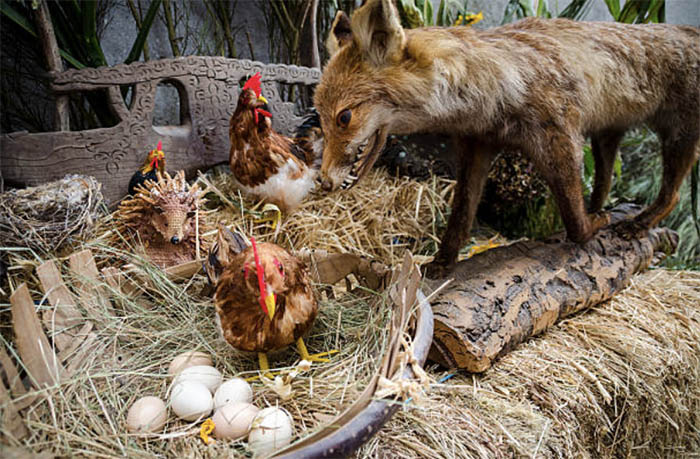 На французской ферме несколько тысяч кур насмерть заклевали лиса, который влез в их курятник