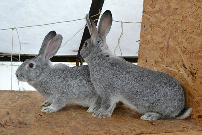 Особенности кроликов