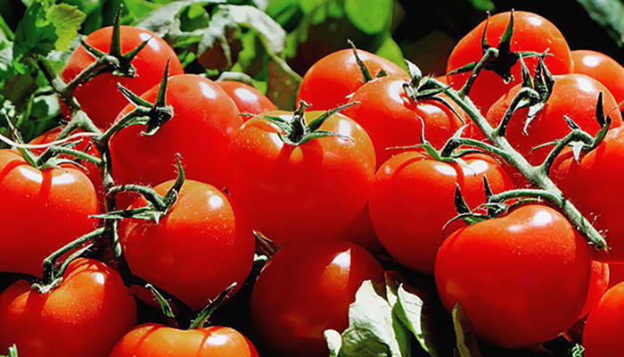 Планируется увеличение квоты на поставки помидоров из Турции