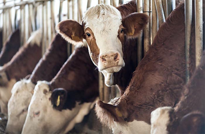 Плохой корм стал причиной массовой гибели коров на ферме в Прикамье
