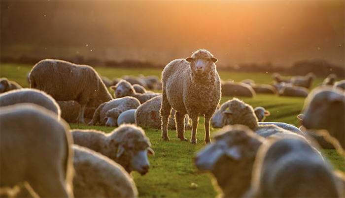Полугрубошерстные и грубошерстные породы овец