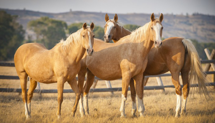Породу лошадей «татарская» включили в федеральный Госреестр