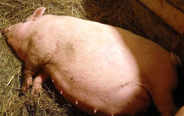 Повышение многоплодия свиноматок