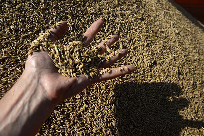 РФ к 21 февраля увеличила экспорт зерна до 33,9 млн тонн