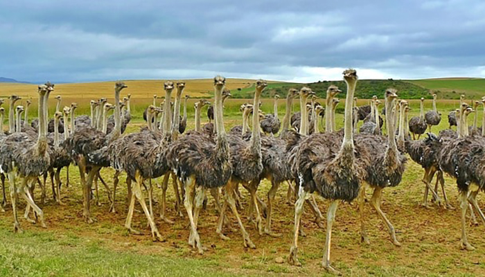 Разведение страусов: миф или реальность?