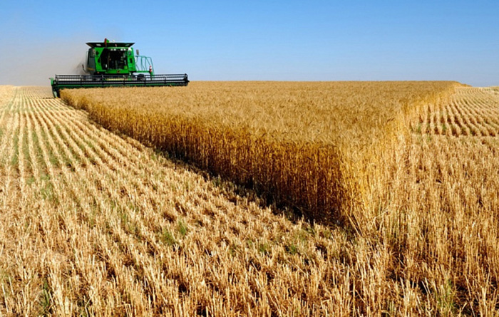 Рекордный урожай пшеницы ожидается в России