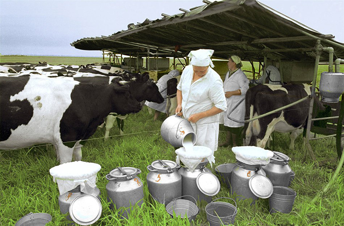 ​Суточный объем реализации молока в сельхозорганизациях вырос на 5,1%. В лидерах - Татарстан
