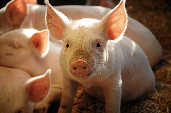 Порода свиней Дюрок — описание, характеристики