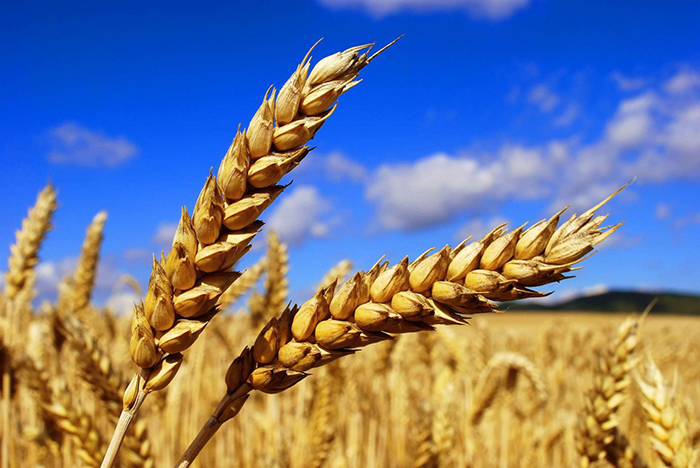 В 2019 году Россия соберет 118 млн. тонн зерна, из них 75-78 млн. тонн пшеницы