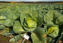 В Ивановской области растут объемы производства овощей