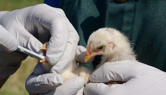 В Подмосковье усилили профилактику птичьего гриппа из‑за весенней миграции пернатых