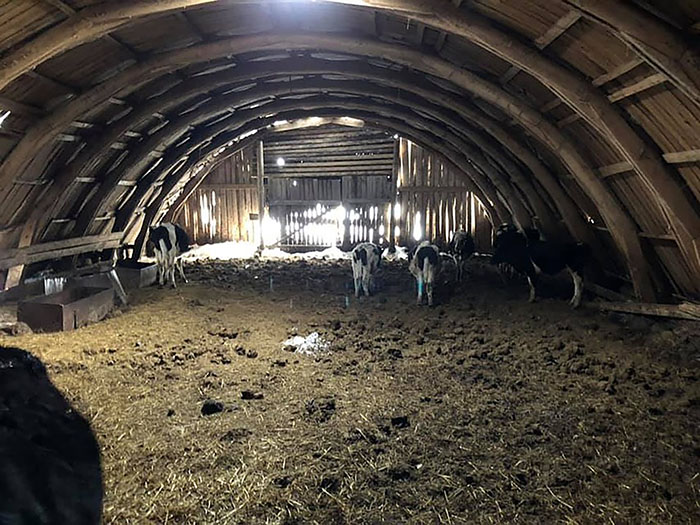 В Удмуртии 56 коров жили в заброшенном амбаре без ухода и питания