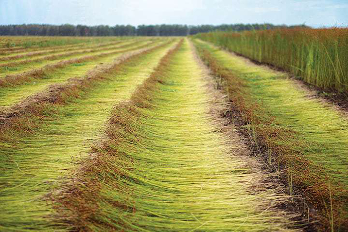В сельском хозяйстве Тверской области сделают ставку на лен и животноводство