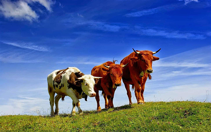Выявление коров в охоте и оптимальное время их осеменения