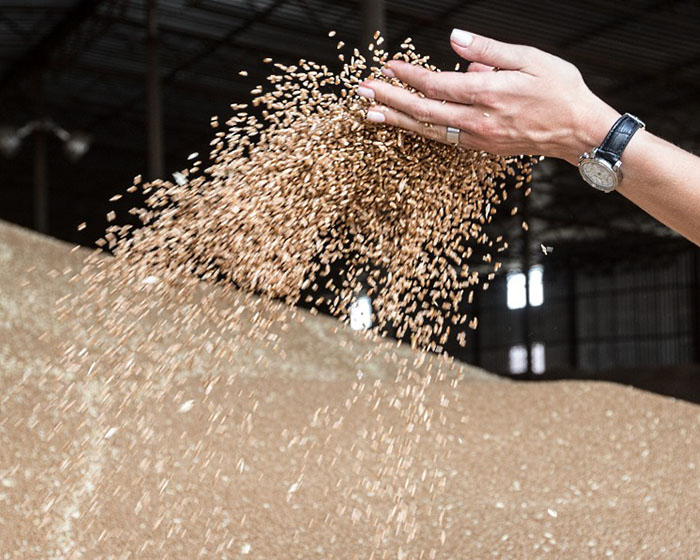 Запасы пшеницы на 35% меньше прошлогодних