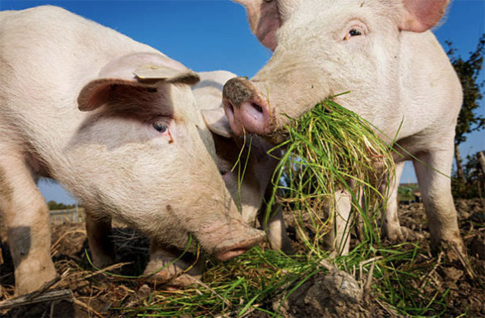 Znachenie svinovodstva i osobennosti svinej