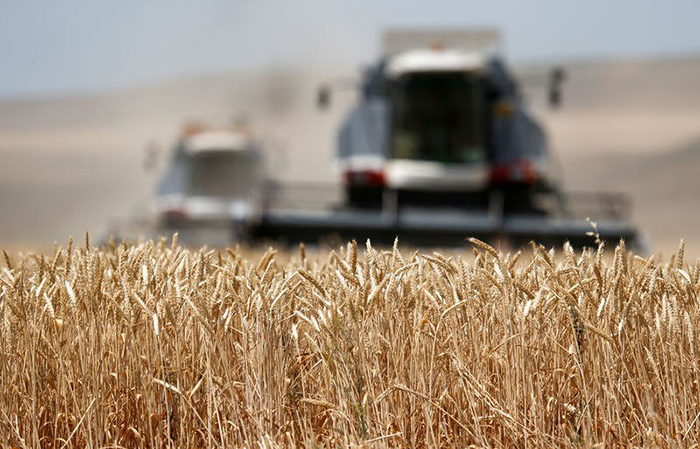 ​Погода благоприятствует урожаю зерна в Центре и на Юге России