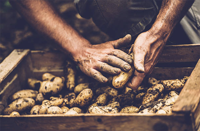 109 тысяч тонн картофеля потеряло Приморье в 2018 году