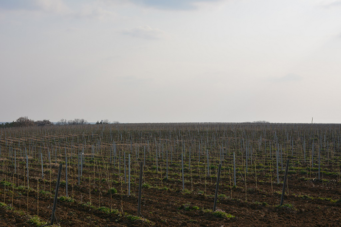 Аграрии Севастополя приступили к весеннему циклу закладки виноградников
