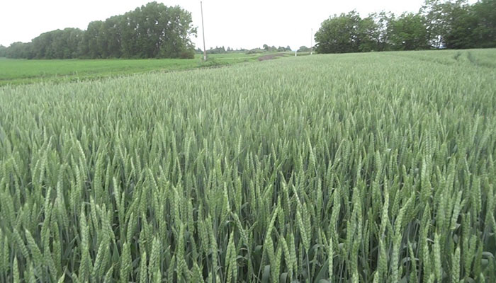 Башкирия может объявить режим ЧС из-за гибели озимой пшеницы