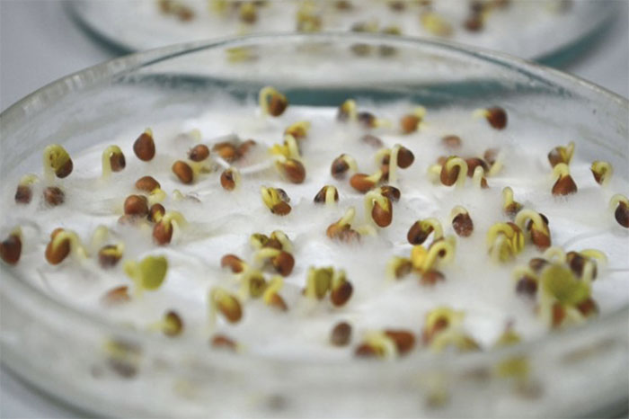 Французская компания по производству семян планирует начать работу в Подмосковье