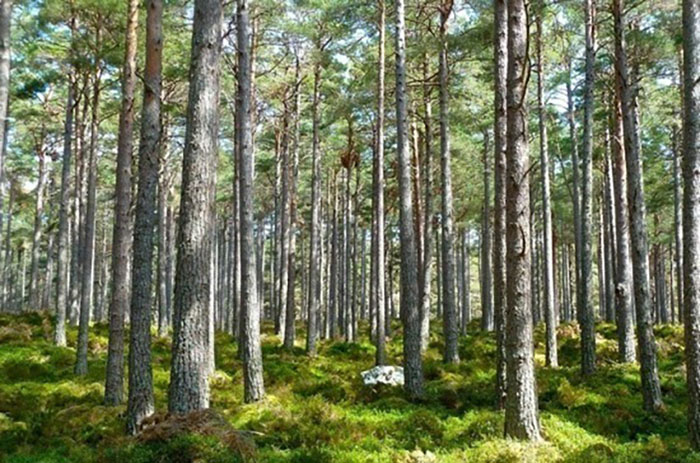 Госпрограмма «Развитие лесного хозяйства» продлена до 2024 года