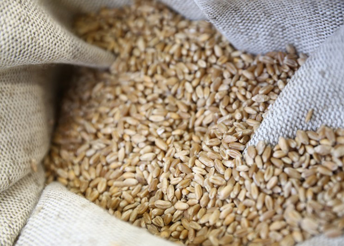 Экспорт пшеницы упал ниже прошлогоднего объема