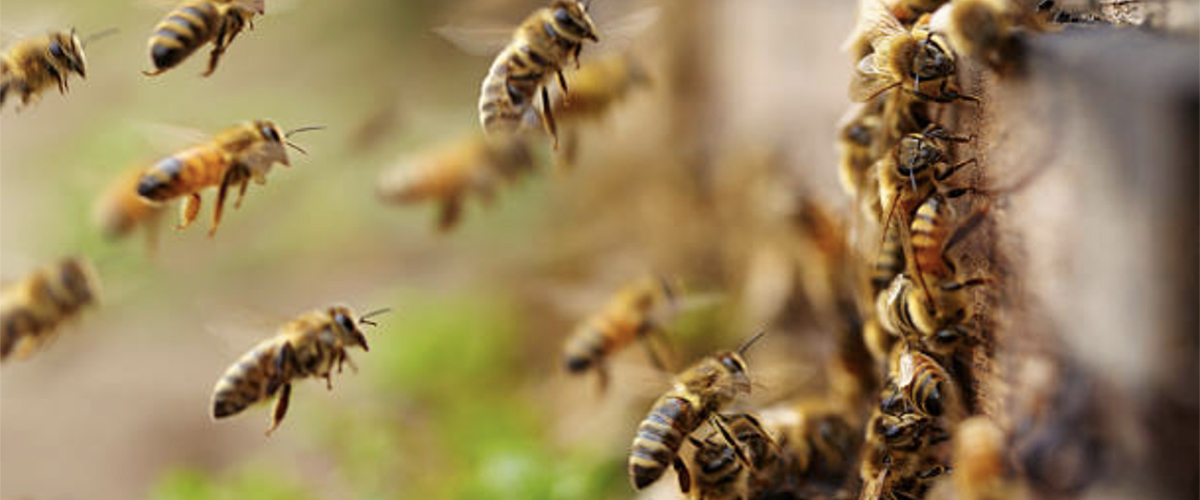 Как осматривать пчёл