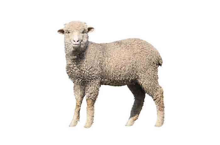 Конституция экстерьер овец