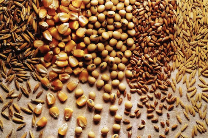 Минсельхоз обновит систему контроля за качеством зерна