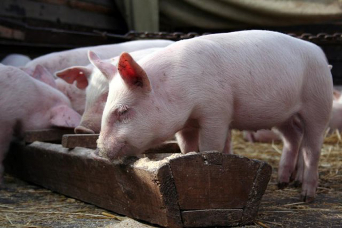 ​Новые вспышки АЧС вызвали панику на свиноводческих фермах Китая