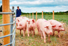 Почти 80 фермеров Ленобласти отказались от содержания свиней из-за АЧС