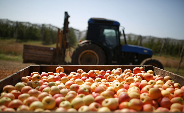 Россельхознадзор запретил поставки яблок и груш из Белоруссии
