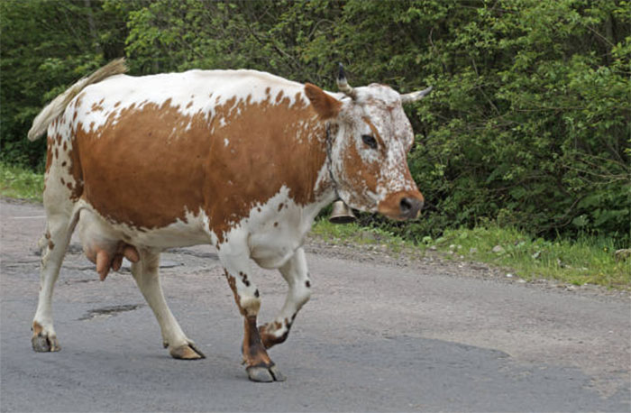 ​Суд Германии защитил право коров на ношение колокольчиков