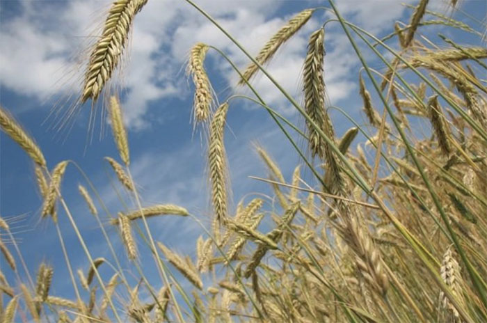 Урожай пшеницы в китайской провинции Аньхой пострадал из-за грибковой инфекции