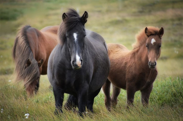 Установлена причина массового падежа лошадей в Хакасии