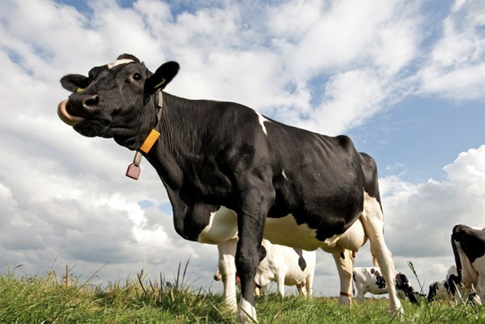 В Бельгии подтверждены случаи заболевания скота блютангом