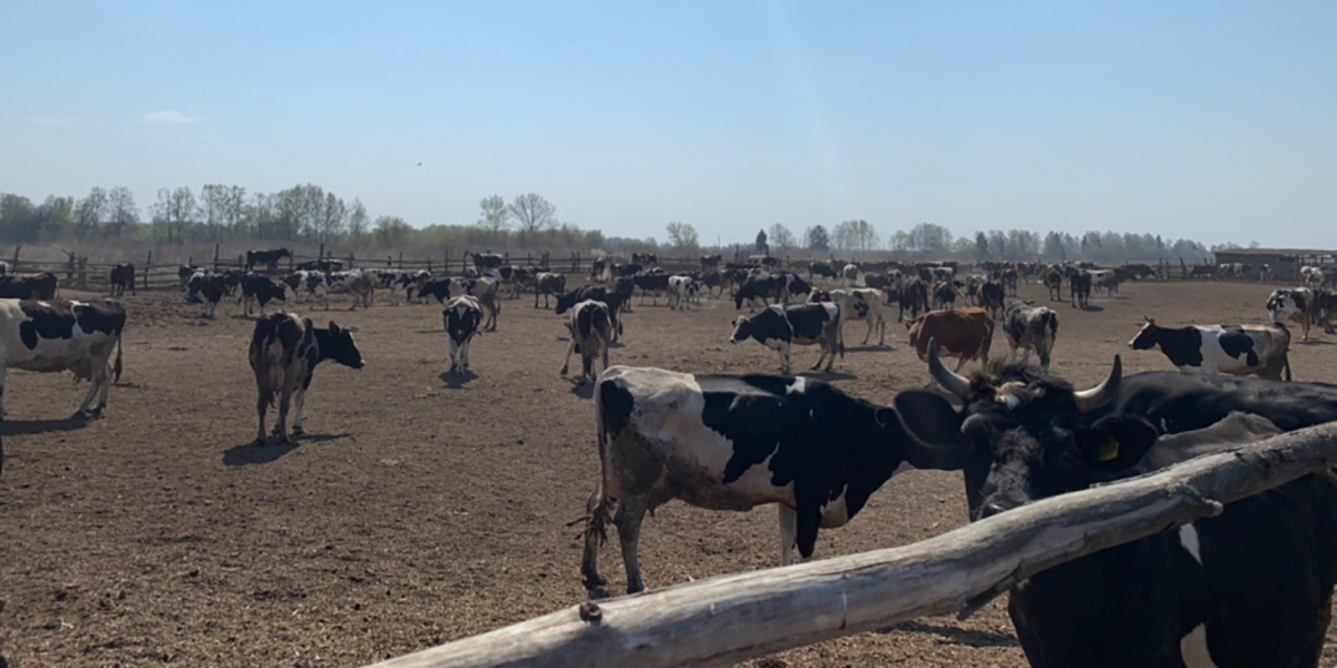 В Брянской области готовятся к переводу скота на летне-пастбищное содержание