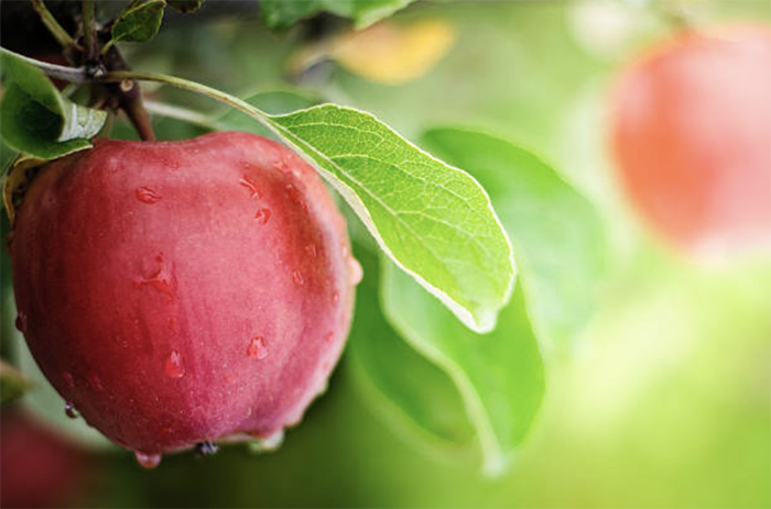 ​В ЕС запасы яблок находятся на рекордном за последние 12 лет уровне